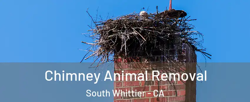 Chimney Animal Removal South Whittier - CA