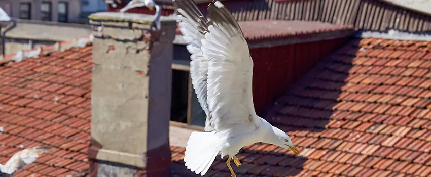 Residential Chimney Animal Removal Solution in South Whittier, CA